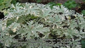 Выращиваем дома пеларгонию душистую