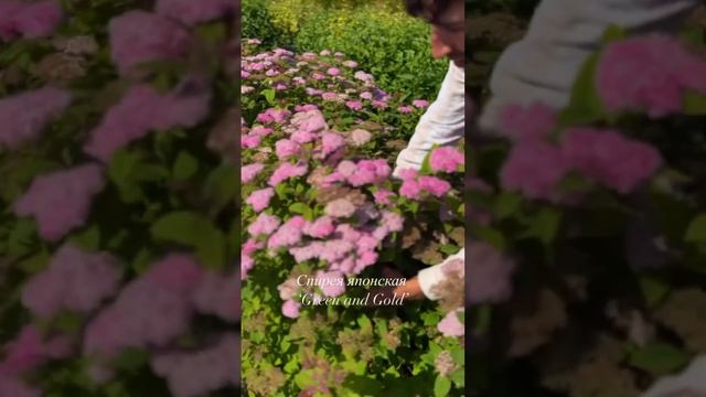 #garden #ландшафтныйдизайн #nursery #plant #flower #питомникрастений #спирея #spirea смотреть онлайн