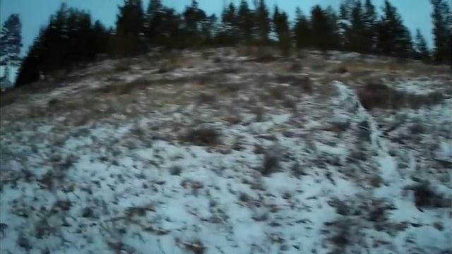 ОХОТА С ПОДХОДА, ЗИМОЙ НА СИБИРСКУЮ КОСУЛЮ