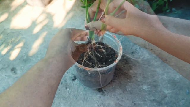 How to grow Alocasia Cucullata / Buddha's Palm plant || Propagation by rhizomes #luckyplant смотреть онлайн