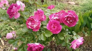 Летс Селебрейшен роза флорибунда