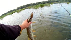 За щукой с Ринатом!Часть 1!Работали Pontoon21 Cheeky 68F-SR,Bet-A-Shad 63SP-SR