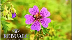 [ FLORES PARA RELAXAR ] Lindas imagens da flor GERÂNIO para auxiliar no alívio do estresse.🌺