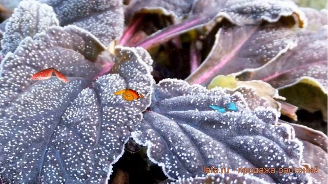 Живучка ползучая Атропурпуреа (atropurpurea) ? обзор: как сажать, саженцы живучки Атропурпуреа смотреть онлайн