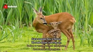 «Лийг» (стих «Косуля». Хамзат Осмиев)