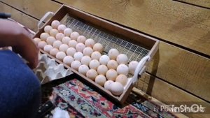 Закладка бройлеров КОББ 500 в инкубатор БЛИЦ НОРМА 72С.