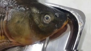 Анатомия рыбы