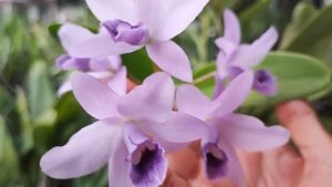 Cattleya bowringiana coerulea @agyttaka