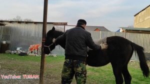 Подготовка к Седловки Жеребца . Лахиб , Туман, Лошади Чечня