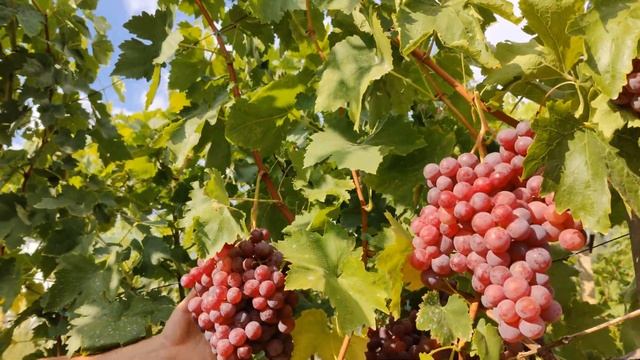 Виноград Ред Глоуб. смотреть онлайн