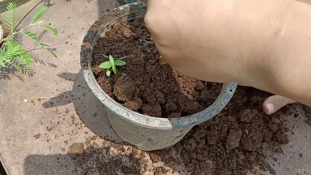 Spider plant grow from no root- How to plant spider plant (Chlorophytum comosum) смотреть онлайн