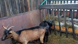 Поговорим о козах! После достижения какого уровня молока я оставляю коз? Кто из коз покрылся?