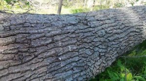 Нашёл упавший дуб. Отличная возможность попробовать пилить бензопилой слэбы из дуба.