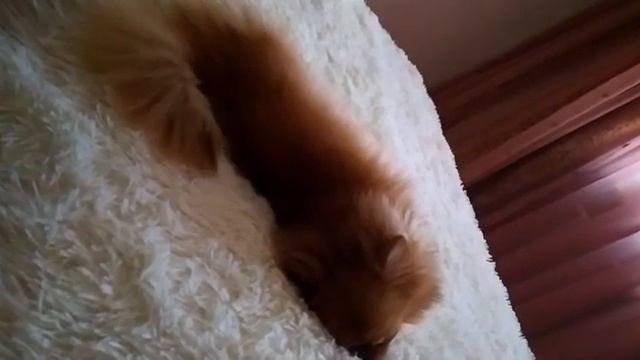 Собака во сне :) =) смотреть онлайн