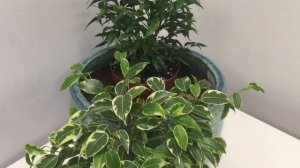 Фикус Бенджамина - всё об уходе за этим капризулей