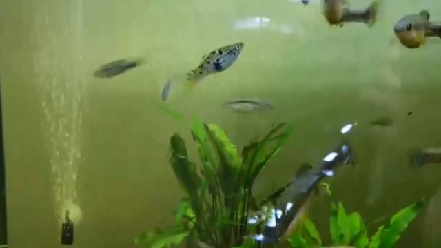 5 причин завести Меченосцев 5 причин купить Меченосца смотреть онлайн