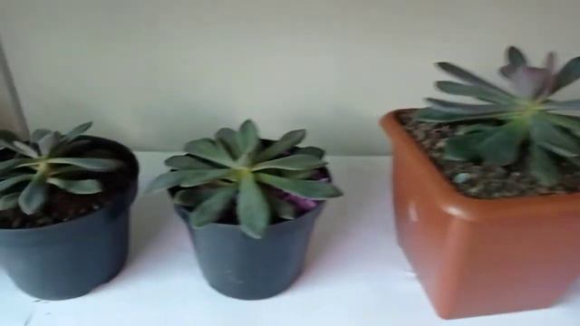 Suculenta - Echeveria смотреть онлайн