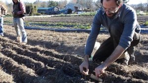 Посадка чеснока в сентябре 2021 по лунному календарю