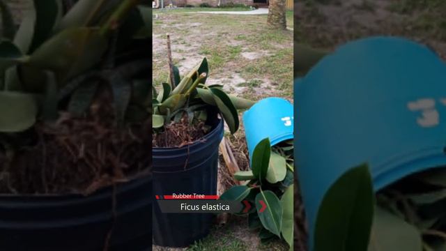 We found free Ficus and Aloe plants in the trash!