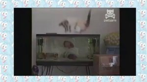 Пираньи чуть не съели кота!