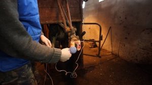 Срезал подошву корове! Гнойный пододерматит.