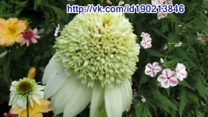 Роскошные королевские ромашки -  эхинацея пурпурная махровая  -  секреты ее выращивания.