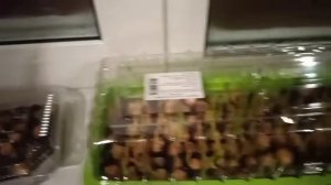 ПОСАДКА ЛУКА СЕВОК НА ПЕРО// первый опыт// смотрим результат ☺☺☺