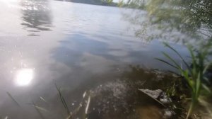 Пиявка и вертячки Нескучная жизнь.