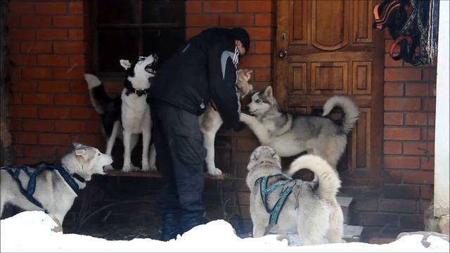 Собачьи нарты для хаски и других пород собак. Нарта Шаман смотреть онлайн