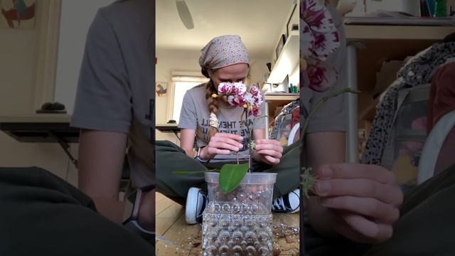 Repotting New Phalaenopsis and Orchid Tips! смотреть онлайн