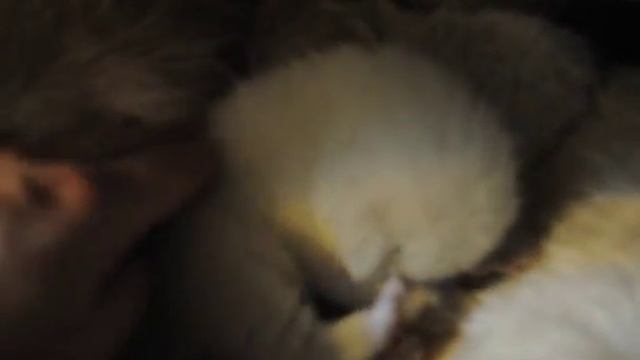 Британский котенок котик окраса блю поинт в питомнике British House в 2 недели, облизунчики смотреть онлайн