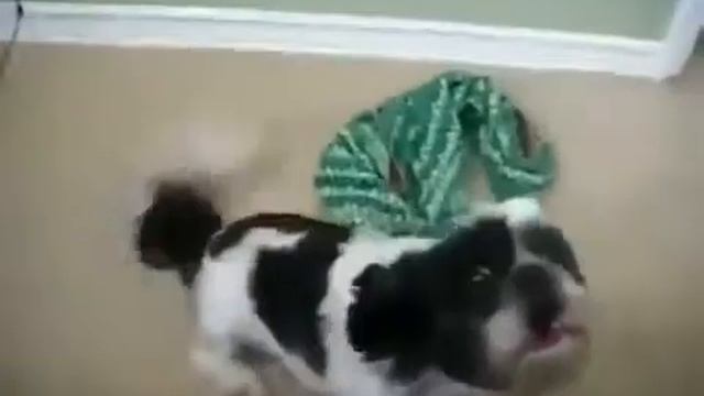 у этой собаки чудесный голос да да голос!!! смотреть онлайн