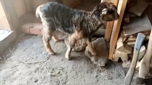 Козочка породы Ламанча - Марта