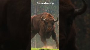 European bison dancing)… #shorts