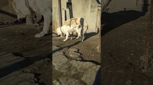 Вязка Средне Азиатской овчарки. Кыргызстан.