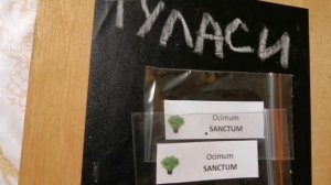 Свойства священного базилика (Туласи), где купить его семена, что важно при лечении травами