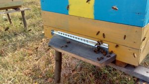 НАПАД ПЧЕЛ. КАК НЕ ДОПУСТИТЬ? что делать?  Напад (воровство ) пчёл