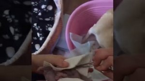 Роды чихуахуа