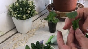 ВИОЛА (АНЮТИНЫ ГЛАЗКИ). РАЗМНОЖЕНИЕ ВИОЛЫ ЧЕРЕНКАМИ. УХОД