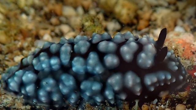 Амед. Туламбен. Моллюски. Часть Первая. смотреть онлайн