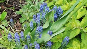 МУСКАРИ Мышиный гиацинт Гадючий лук