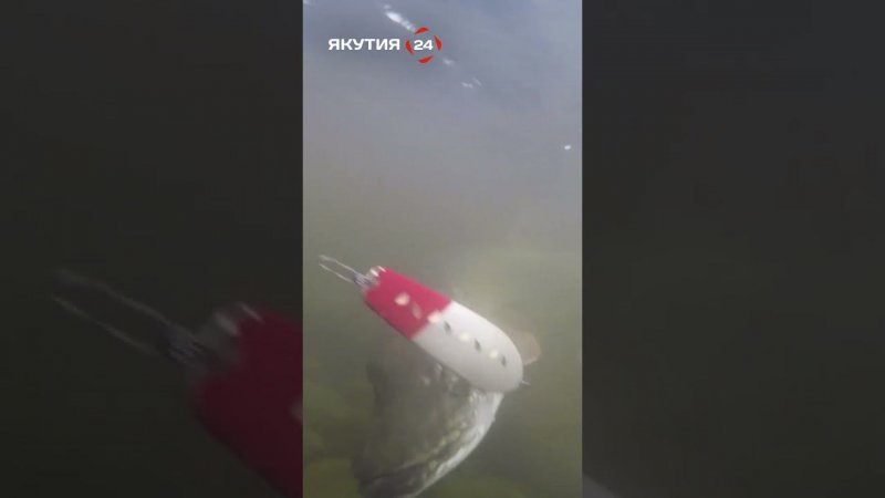 Щука боролась до последнего #якутия #рыбалка #щука