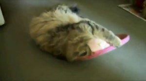 Кот с тапком на голове