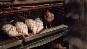 Маленькая перепелиная  ферма