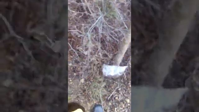 Посадка желудей Дуба(Черешчатого)АР Крым пас.Балаклава смотреть онлайн