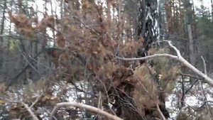 Ураган в лесу.