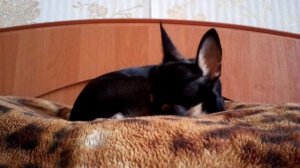 Почему собака не ест?Что делать?
