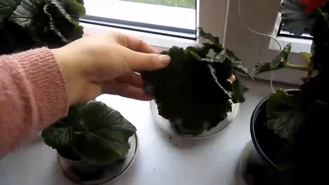 КАК размножить БЕГОНИЮ ЭЛАТИОР. BEGONIA ELATIOR смотреть онлайн