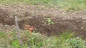 Мотоблок, работа с плугом.