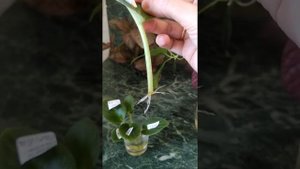 Укоренение в воде Стефанотис и не только.